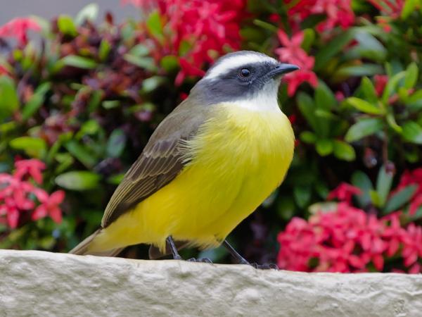 <h3>Myiozetetes similis / Social flycatcher / Roodkruintiran</h3>OM-1 Mark II with OLYMPUS M.150-400mm F4.5, 1/160 sec at F4.5, ISO 10000, distance 9.88 m